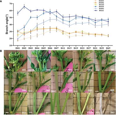 Genetic dissection of branch architecture in oilseed rape (Brassica napus L.) germplasm